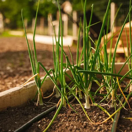 Luksuzni šator Lakeside Glamping Tents Mazijev Gric Gradisce pri Lukovici