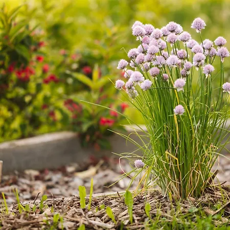 Lakeside Glamping Tents Mazijev Gric *