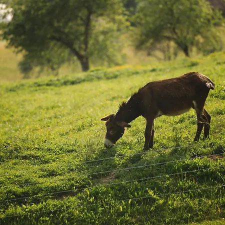 Lakeside Glamping Tents Mazijev Gric * Gradisce pri Lukovici